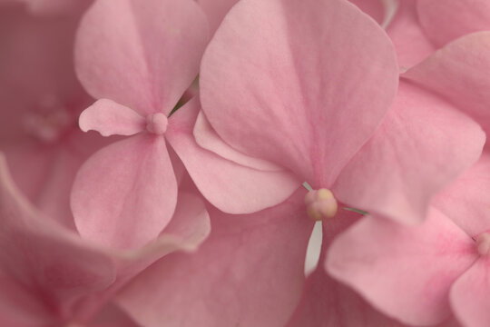 Smoke soft focus close-up cream beige, pink Hydrangea Flower bud Petals, pistil; stamen. Natural art light blur  background.