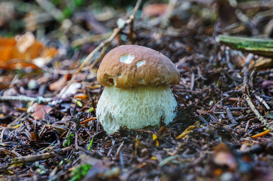 Young king bolete Boletus edulis mushroom emerging from forest litter