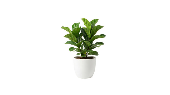 Potted fiddle leaf fig plant with large green leaves in a minimalist as transparent cutout