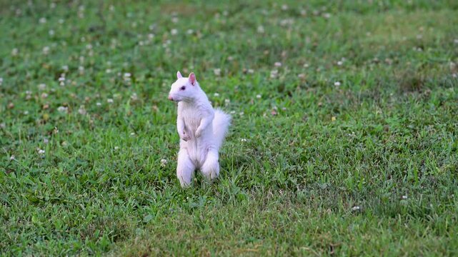 An albino eastern gray squirrel in a park in Olney, Illinois, a small town in southeastern Illinois known for its population of white squirrels.