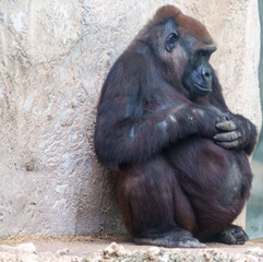 Pregnant Gorilla at Zoo © Richard