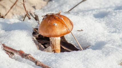 mushrooms in snow © lazalnik