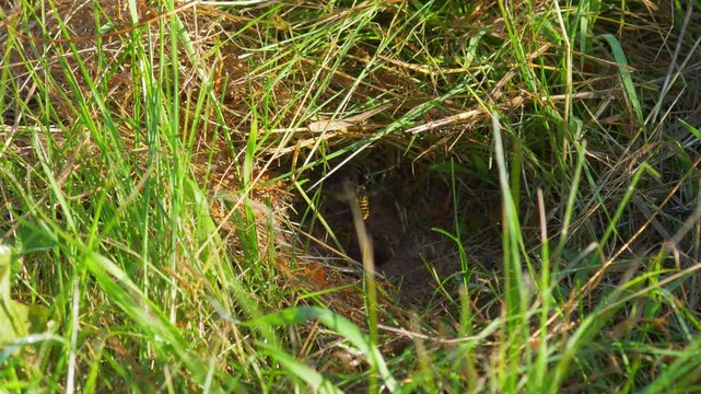 Ground-Nesting Wasps Flying In and Out of an Underground Nest Hole in the Grass
