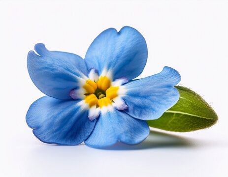 forget me not flower isolated on white background