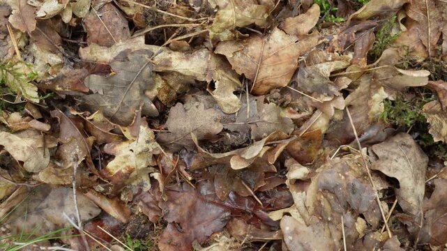 Red wood ants crawl in an organized trail over dry oak leaves on the forest ground. Busy insects move in two directions like a crowded pedestrian highway or a busy urban rush hour street.