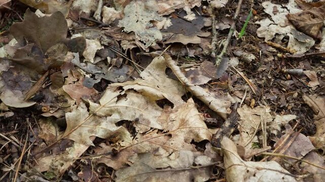Red wood ants navigate along a clear pathway over dry oak leaves on the forest ground. Busy insects follow a natural highway route, illustrating an organized navigation system and traffic flow.