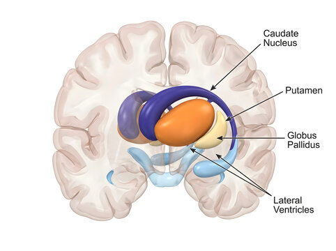Detailed medical 3d render showing internal human basal ganglia structures and layout.