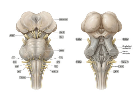 Anatomical view of human brainstem and cranial nerves showing superior inferior paths.