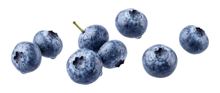 Falling blueberries with water drops isolated on transparent background