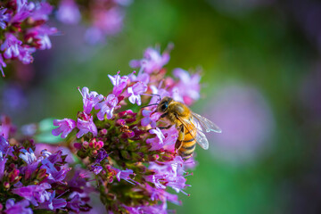 Honey Bee Collecting Nectar on Purple Wildflowers with Soft Bokeh Background © Kristof