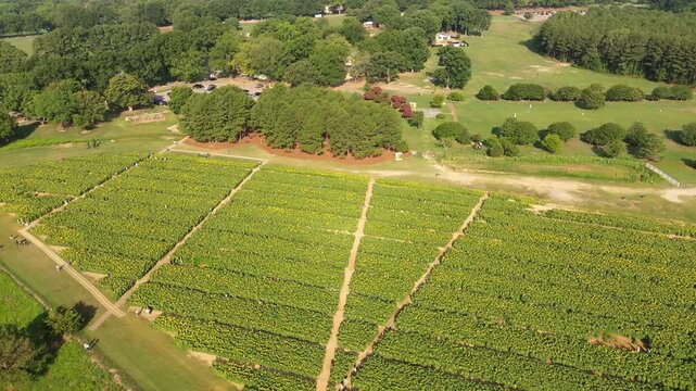 Aerial view of the Dix Park sunflower field near downtown Raleigh