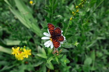 Orange and brown fritillary butterfly resting on a white oxeye daisy in a green summer meadow © ozgur