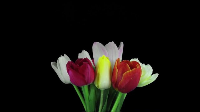 Time lapse of opening mixed color tulips bouquet isolated on black background