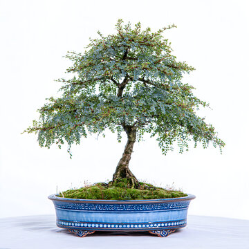 A beautifully manicured bonsai tree with lush green foliage, set in an elegant blue ceramic pot, showcasing intricate craftsmanship.