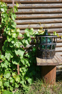 Vintage glass carboy demijohn and green grapevine near a wooden log wall