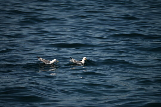 seagull in the water