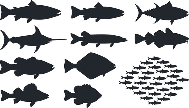 Marine Fish Silhouette Icon Set with Tuna Swordfish Salmon Flounder and School of Minnows for Seafood Restaurant Menu Logo Branding Designs