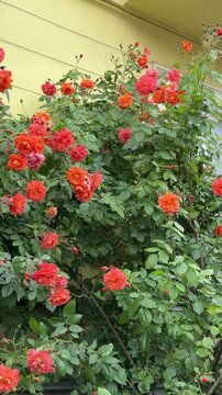 Orange roses blooming outside on the flowerbed near old yellow building. Summer garden, rose blossom season, greening the space in cities