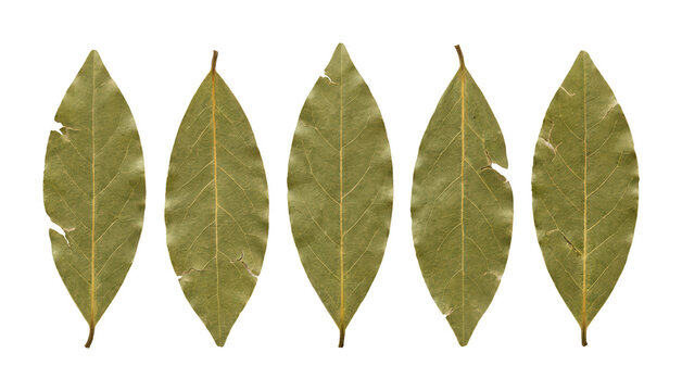 Aromatic bay leaf png Herbal bay leaf cutout Organic bay leaf png