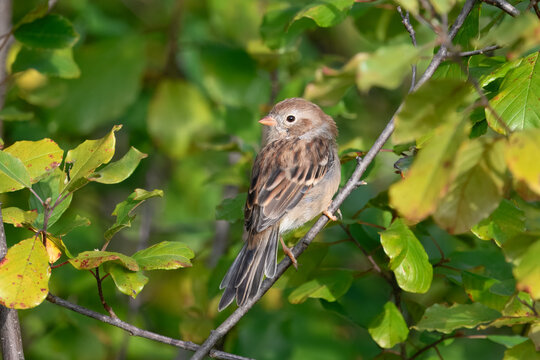 Field sparrow perched on a branch in early autumn, USA