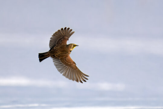 Horned lark flying over a snowy field in winter, USA