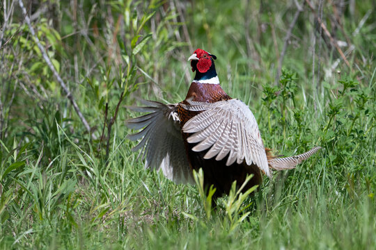 Male ring-necked pheasant whirring wings in grassland, USA
