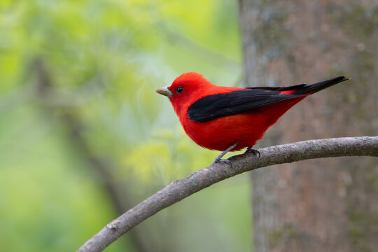 Male scarlet tanager perched on a branch in spring, USA