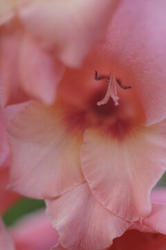 Bl&uuml;te der Gladiole im Detail