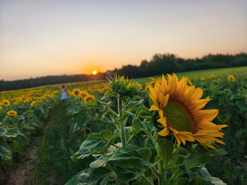 Close up of bright yellow sunflower in field at golden sunset
