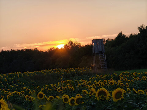 Dramatic sunset over sunflower field with hunting hide outline