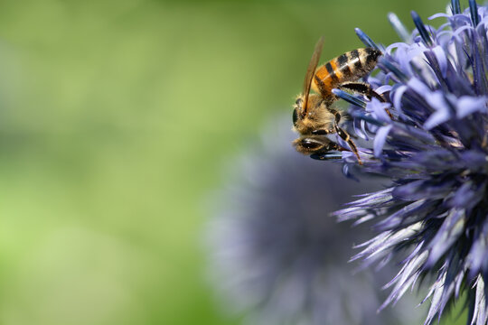 Close-up of a honeybee perched on a globe thistle (Echinops ritro) and searching for pollen. There is plenty of space for text.