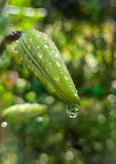 green leaf with water drops © MacroTale