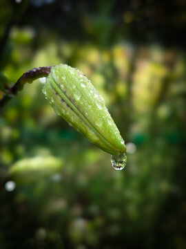 drops on a leaf