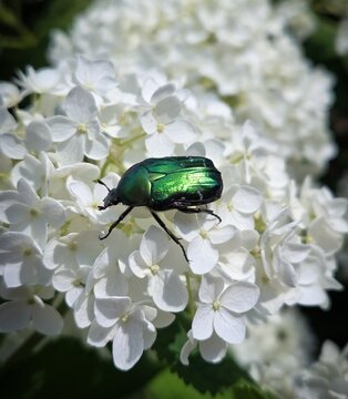 bug on a flower