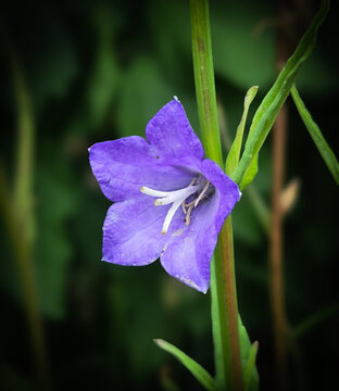 blue bell flower