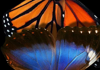 Abstract background of tropical morpho and monarch butterfly wings. Bright, colorful tropical background. © Oleksii