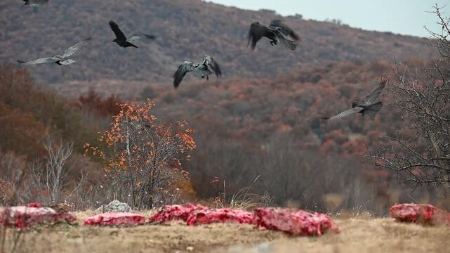 Flying Ravens at Feeding Site in Wild Nature Slow Motion