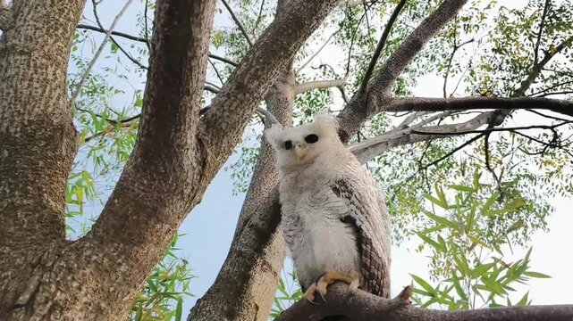 Spot-bellied eagle owl Bubo nipalensis perched on tree branch looking at camera, low angle sho