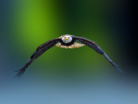 A majestic bald eagle flying directly towards the camera lens.