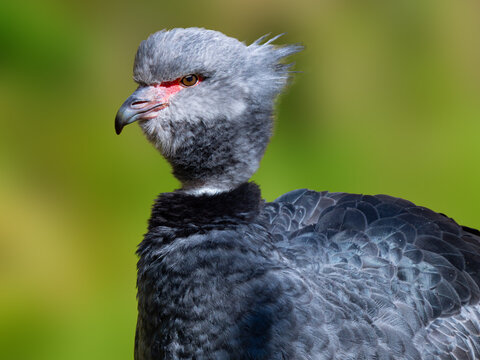 A close-up portrait of a grey southern screamer bird.