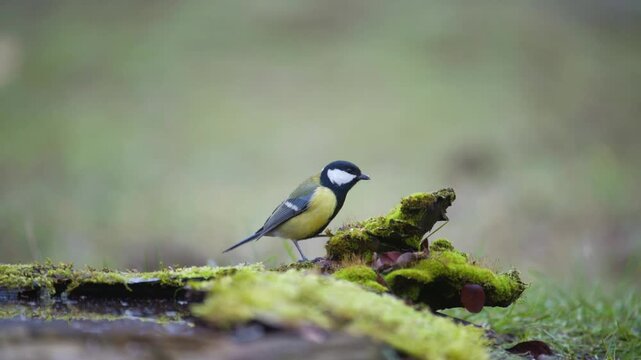 A great tit (Parus major) feeds naturally in a wild forest environment before flying away. Captured in slow motion,