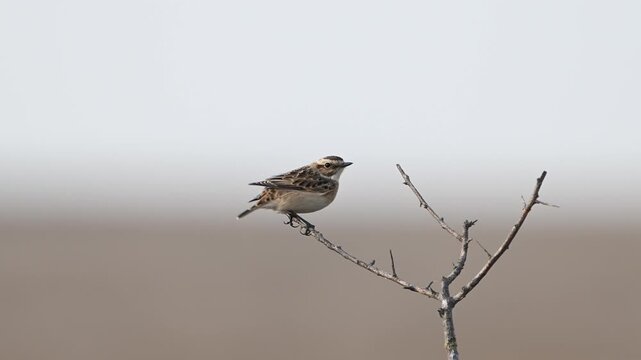 A whinchat (Saxicola rubetra) perches on a branch before taking off in its natural habitat. Slow motion