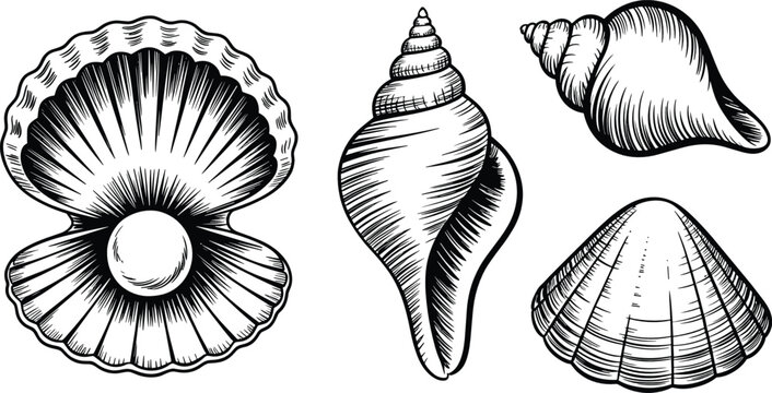 Vintage marine seashells flat vector illustration. Detailed open oyster with a shiny pearl, spiral conch, and various textured clam shells showcase beautiful retro hand-drawn engraving style.