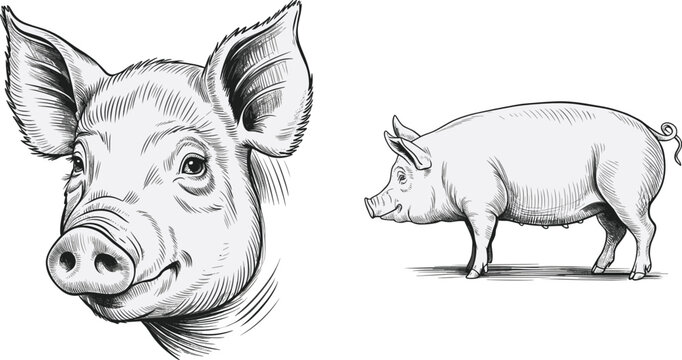 Vintage farm pigs flat vector illustration. Detailed close up head portrait and a full side view sow showcase classic retro hand-drawn engraving style elements.