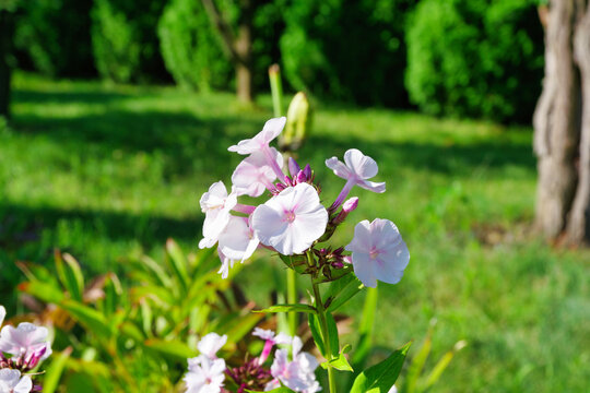 Panicled phlox blooming on the ground against a background of green leaves