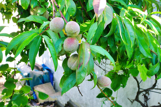 a branch of a tree with growing peach fruits