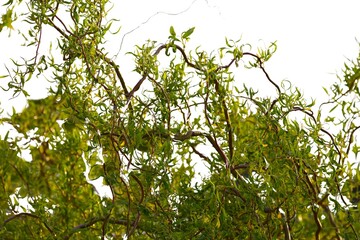 Corkscrew willow branches with twisted green leaves (Salix) isolated on a white background © TomKorcak