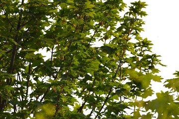 Fototapeta premium Dense maple tree foliage and branches (Acer) isolated on a white background