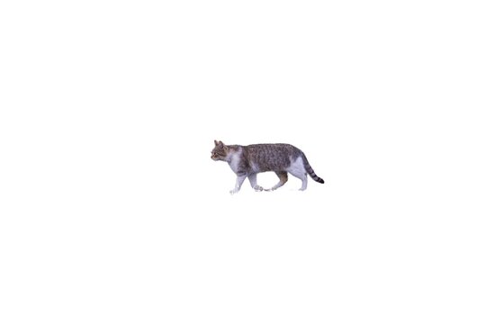 Walking tabby cat (Felis catus) with white chest and paws isolated on a white background. Side view of a moving feline.