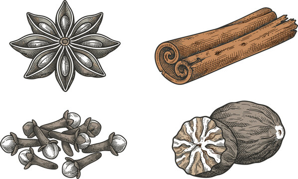 Aromatic baking spices vector illustration set featuring whole star anise flower cinnamon stick pile of dried cloves and nutmeg seed kernels
